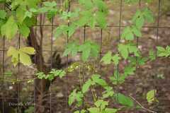 Diplocyclos palmatus